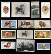 POMERANIAN Pom Pom Spitz Dog Vintage Trade & Cigarette Cards - Collection of 13