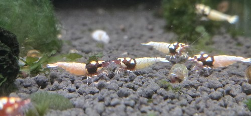 Lot 2 crevettes - lot, +2