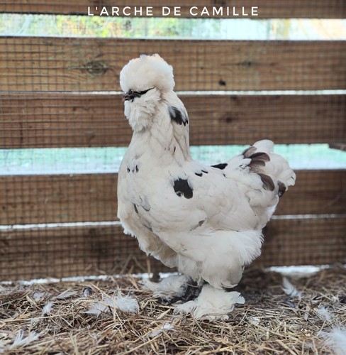 Oeufs de silkie us - 🌟,