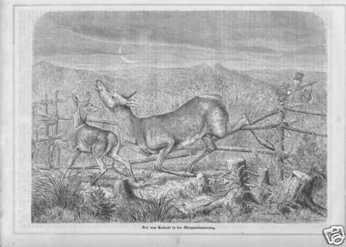 Sur anstand chasse cerfs - sur, le