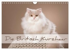 Le British Shorthair