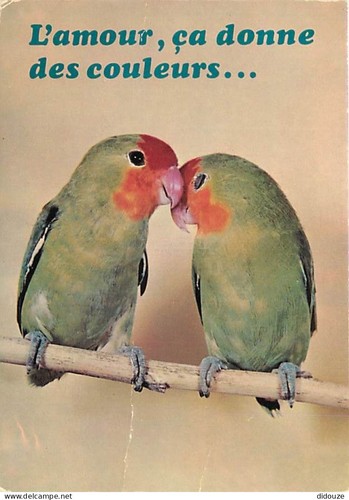 Postcard animals birds - animals,