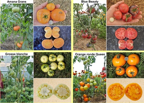 Variétés tomates au - 50,