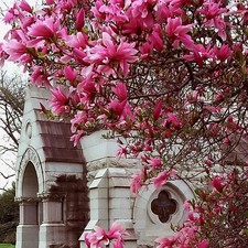 Magnolia 'Betty' - Magnolia