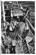 ASIP8-0533-FISHING - A good trawl shot