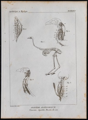 1825 squelette muscles du - squelette,