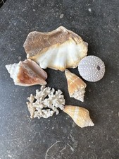 Lot De Coquillages et coraux naturels – décoration bord de mer / collection