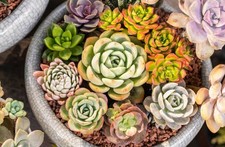 Lot XL 50 plantes grasses à