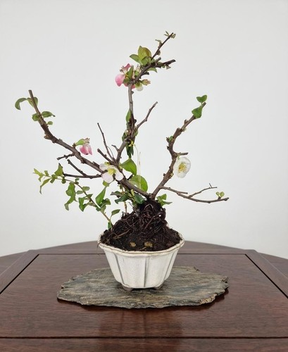 Bonsaï chaenomeles - de,