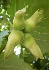 ♫ NOISETIER 'Commun' -