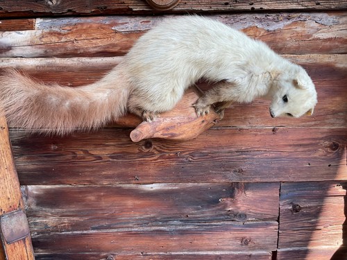 Taxidermie grosse fouine - fouine, /