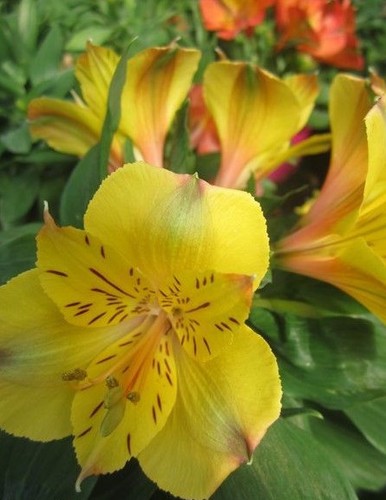 Alstroemere jaune soleil - ♫, soleil'