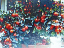 35 Graines de Pommier d 'Amour
