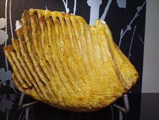 Fossile M. Primegenius