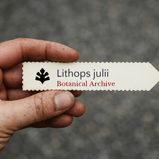 Lithops julii 1000 SEEDS -