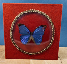 Cadre ancien papillon morpho bleu Entomologie verre bombe vintage