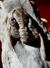 TRILOBITE DÉVONIEN DES