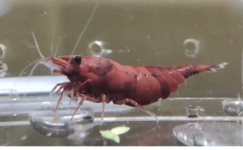 Lot crevettes red sakura - de,
