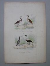 GRAVURE Oie Bernache Eider Planche Ornithologie (G116)
