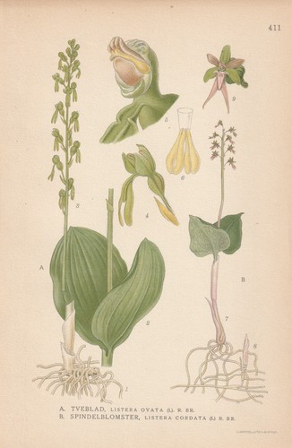 Chromolithographie listera - chromolithographie,
