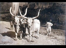 ROME (ITALY) CATTLE CARRIAGE, photograph period 1920-1940