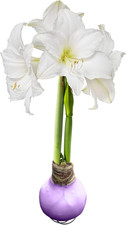 Waxed Amaryllis Bulb - Purple