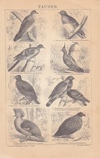 Colombes Pigeon Ramier