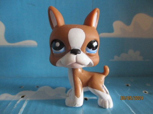 Petshop chien boston terrier - petshop,