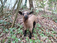 NEW Lamb Lamb Lamb Kid Baby Naturalized Taxidermy Curiosity No.21