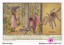 MALADIES DU CONGO, LA MYGALE
