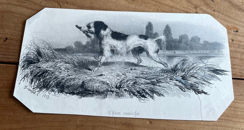 Gravure ancienne chien - gravure, n6