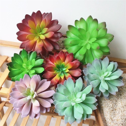 Plante pour fleur lotus - plante,