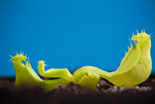 Nepenthes mini maxima plante - nepenthes,