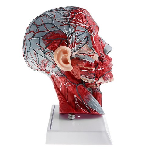 Plan sagittal tête - 1:1,,