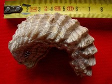 Bivalve du Cénomanien 