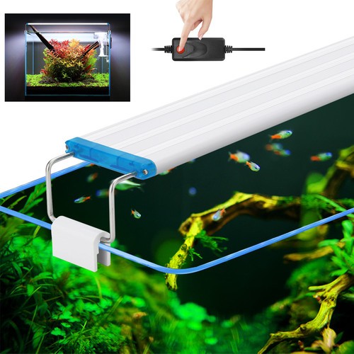 Aquarium fish tank aquatic - fish,