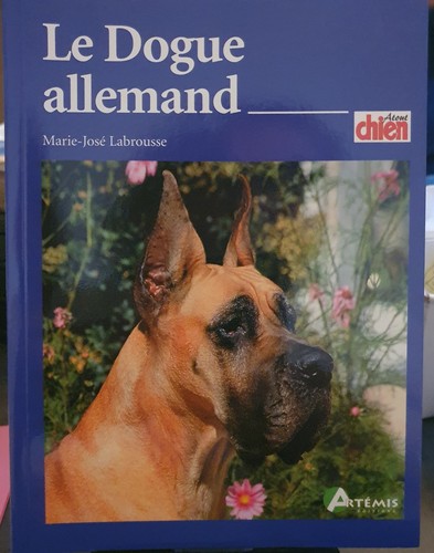 Dogue allemand m - allemand,