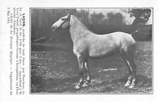 CPA 29 EQUESTRIAN BRETAIN LUCON LIGHT TRAIT POWDER YVES MALUD KERGINIOU