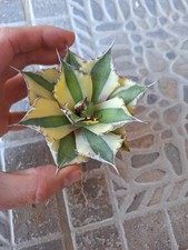 BIG!! Agave Titanota