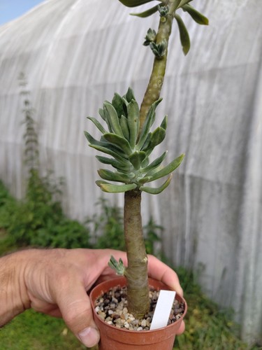 Sedum torrulosum big - , lovely