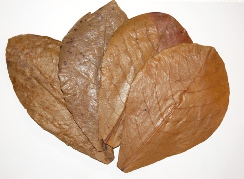 Catappa premium 10 feuilles - premium++,
