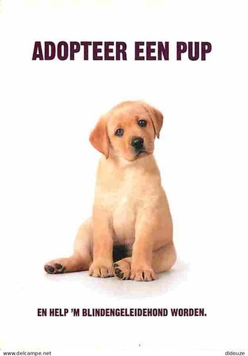 Carte postale animaux - -,