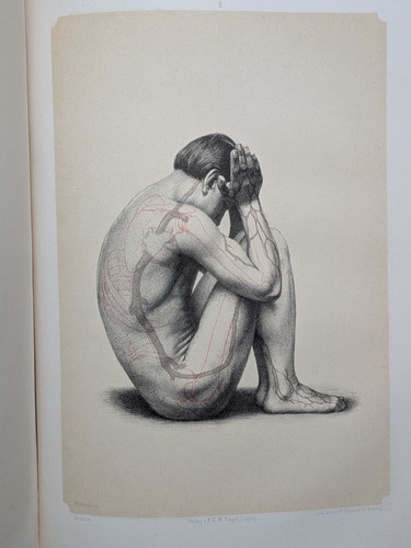 Beitraege zur anatomie und - beitraege,