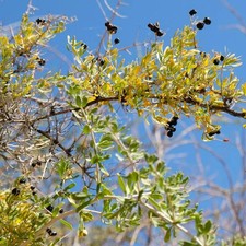 Lycium ruthenicum – Goji