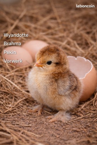 Poule poussin coq - poussin,