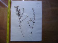 Annees 50 PLANCHE d'HERBIER du Gard Herbarium Planche Naturelle 3