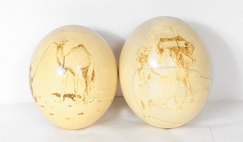 Paire oeufs autruches