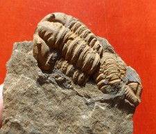 TRILOBITE ORDOVICIEN DU MASSIF