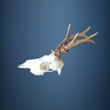 063CA Trophee de chevreuil