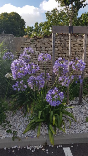 Agapanthus africanus bleu - agapanthus,